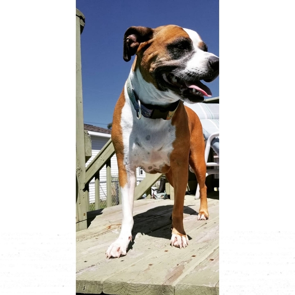 Meet your Posher, Kimber - Picture 8 of 12